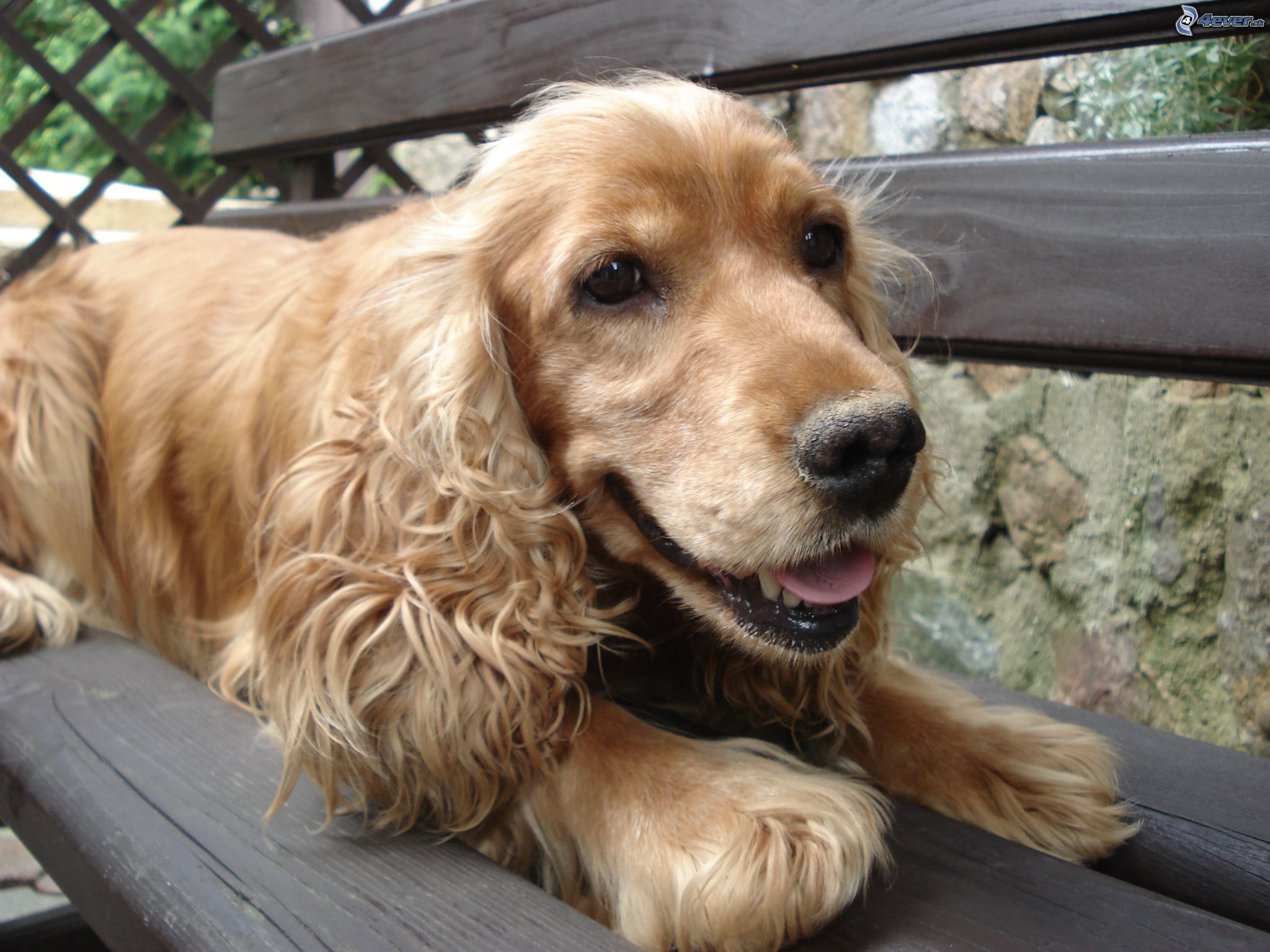 kokerspaniel